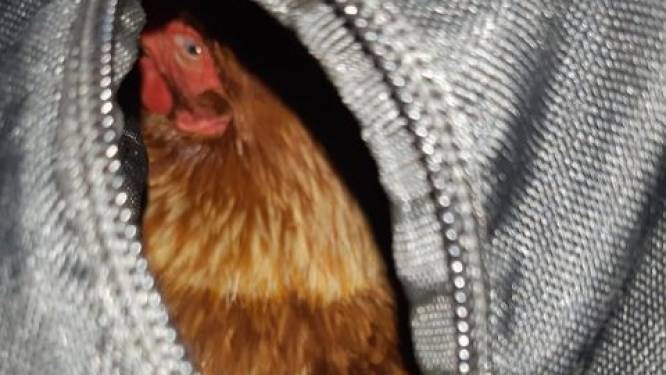 Vrouw (27) met gevangenisstraf smokkelt levende kip mee naar haar cel: Politie neemt vogel in beslag