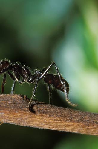 "Alsof je op brandende kolen wandelt terwijl er een 7,5 centimeter lange nagel in je hiel steekt": dit zijn vijf van de pijnlijkste insectensteken ter wereld