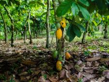 Is er straks nog genoeg chocolade? Alleen als we de boeren beter betalen