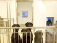 Woede over plan om zes labradors te doden tijdens dierproef in Zweden