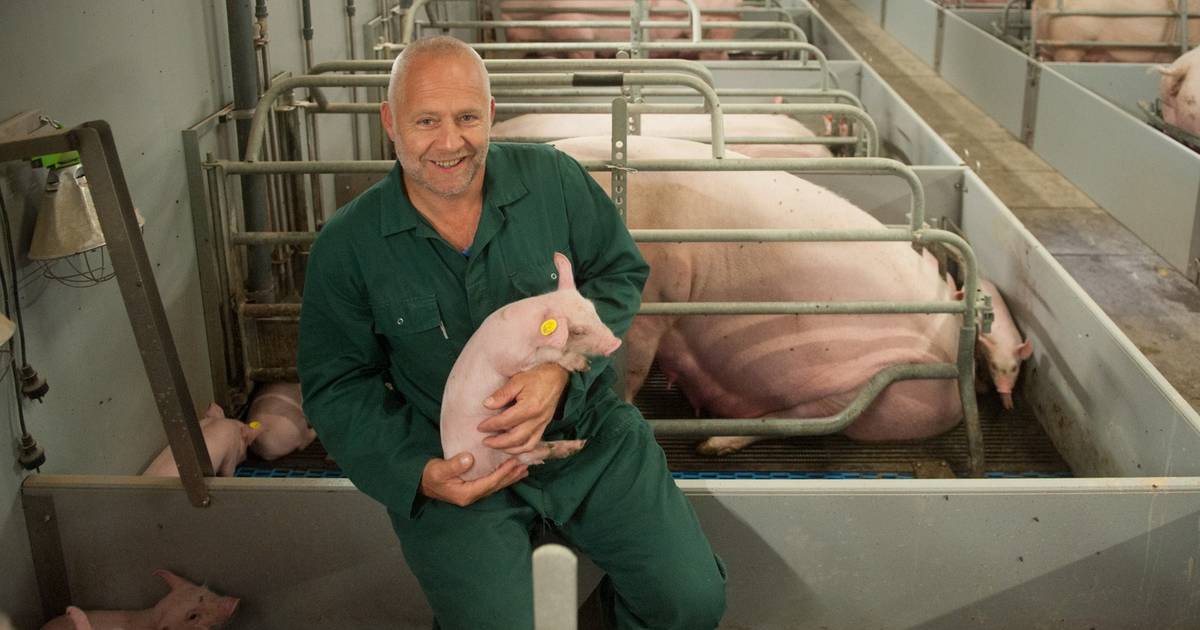 Jan Leef Van De Geef Varkensboer Jan: 'Ik leef van mijn laatste spaarcentjes' | Binnenland