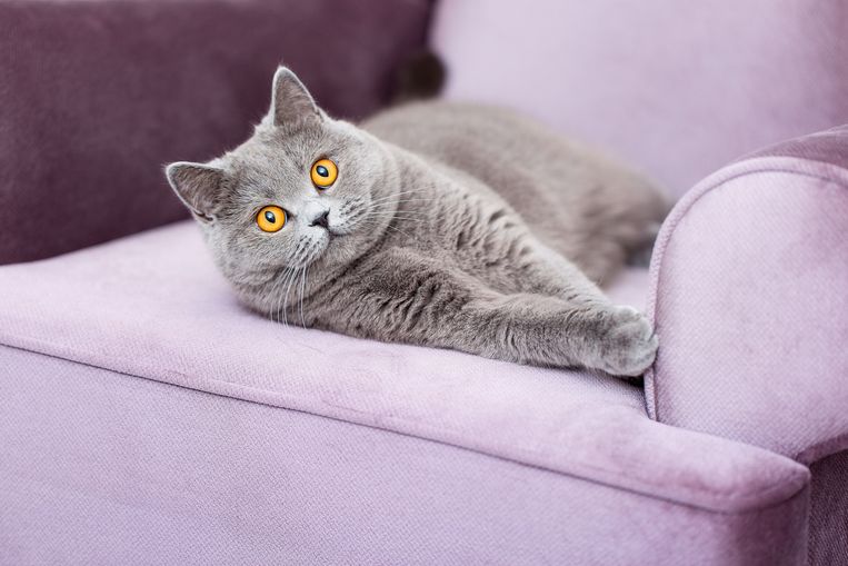 Krabt jouw kat je bank kapot? Dan moet je dít weten Beeld Getty Images/iStockphoto
