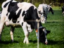 Raad van State over bouwruzie Strijbeek: ‘Op het platteland moet je koeien en trekkers dulden’