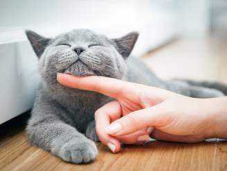 ‘Babypraat’ tegen katten belachelijk en zinloos? Studie bewijst het tegendeel