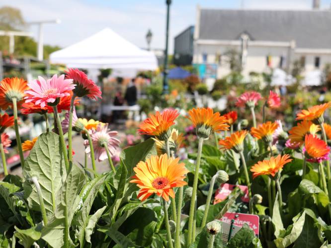 Nieuwe editie van bloemenmarkt: “Lokale land- en tuinbouwers stellen producten voor”