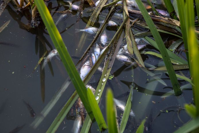Dode vissen in de Berkel in 2018, na de breuk van de persleiding.