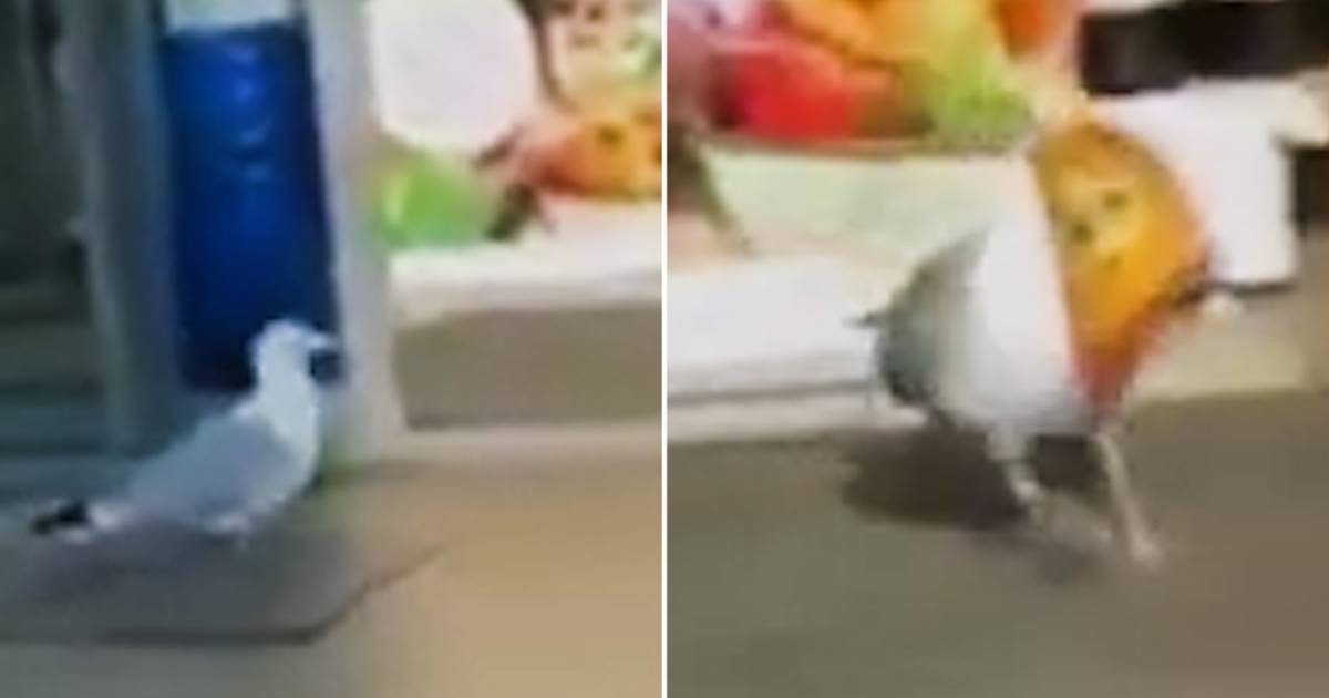 Seagull ruba £ 300 di patatine dal supermercato britannico: “Il suo preferito sono i Doritos al formaggio” |  La cosa migliore del web