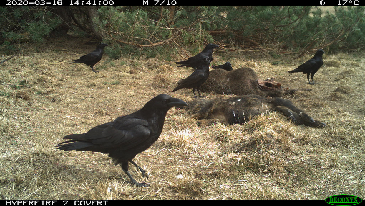 raven