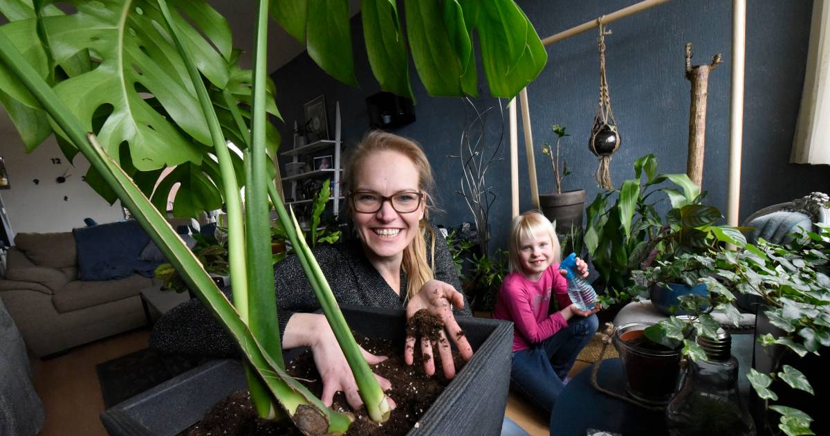klaar met je kamerplant breng m naar marjo of adopteer een afgedankt exemplaar woerden ad nl