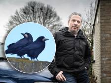 Krrraaauw! Iedere morgen om half vijf gaat hier de roekenwekker: buurt baalt van overlastgevende vogel