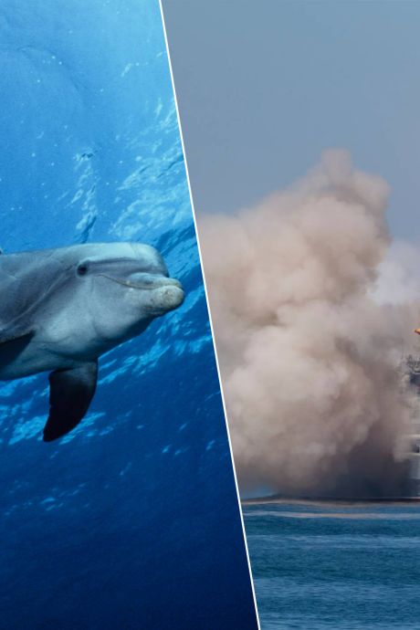 Pourquoi la Russie utilise des “dauphins de guerre” en mer Noire