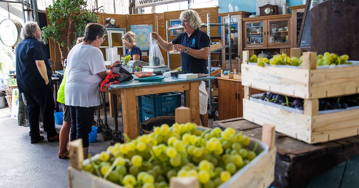 Druivenkwekerij Nieuw Tuinzight blijft open: 'Wij gaan door totdat er een koper is' - AD