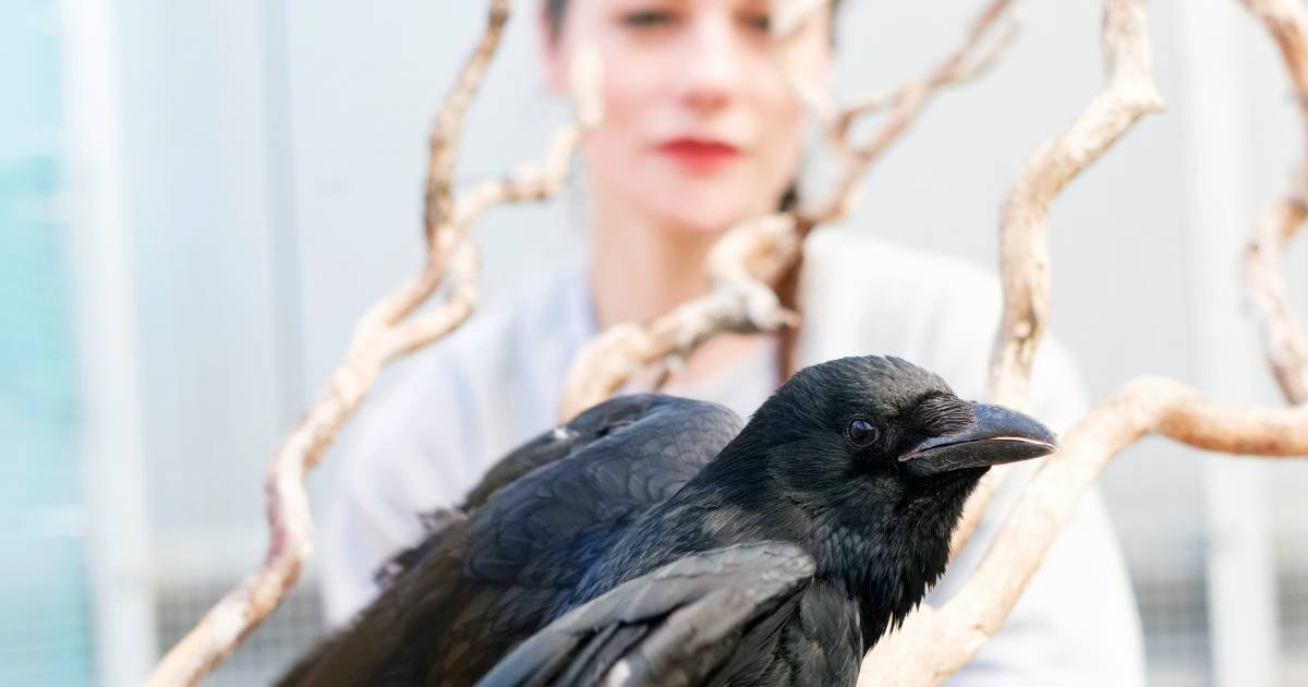 Alarmerend Betrokken mout Goudse Josje (40) van de vogelopvang: 'Een kraai is geen huisdier' | Gouda  | AD.nl