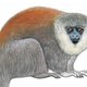 Nieuwe apensoort ontdekt in Amazonewoud. Maar haar voortbestaan is mogelijk al in gevaar