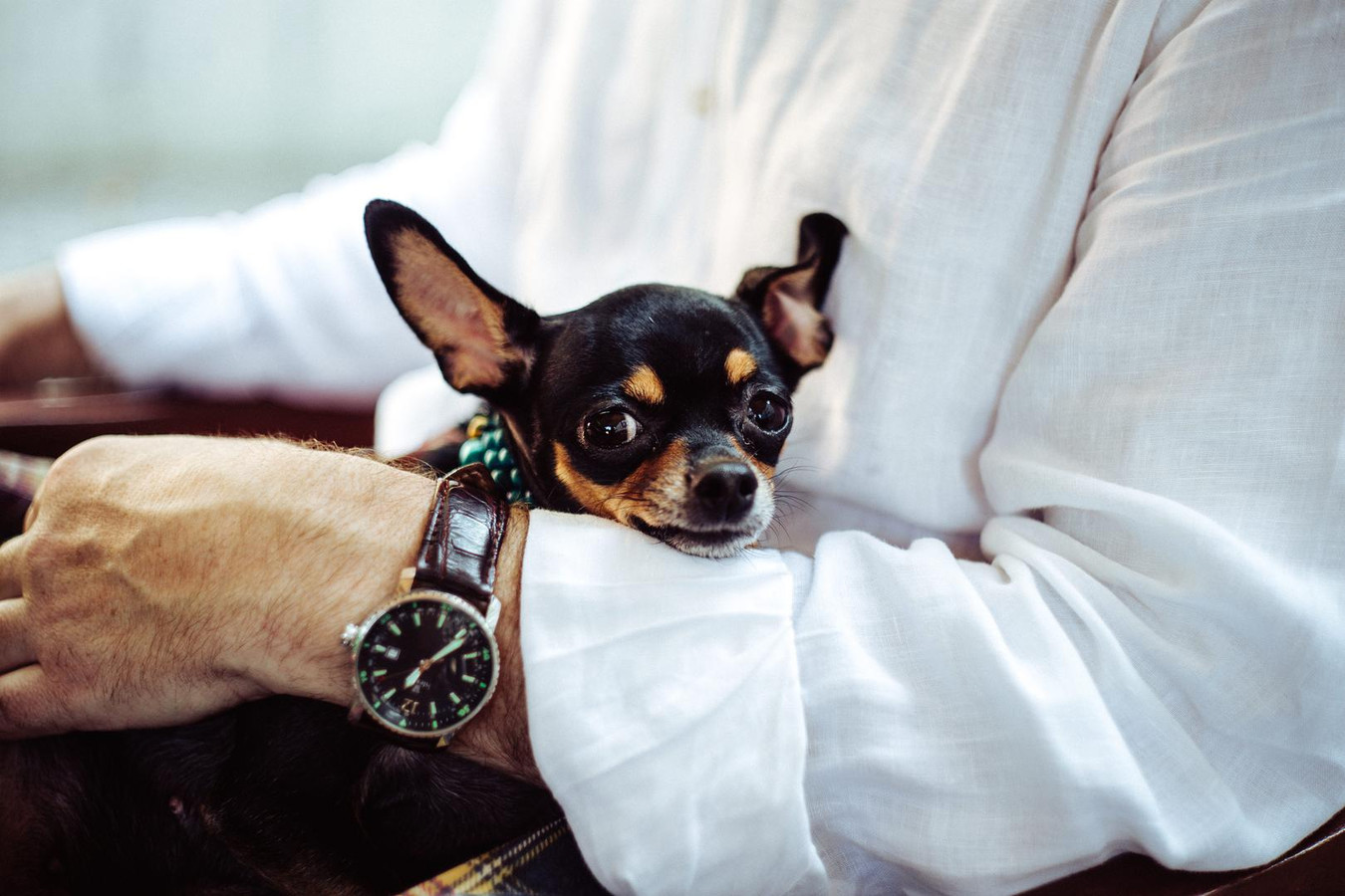 Deze chihuahua heeft een eigen Harry Potter-slaapkamer | Foto | hln.be