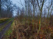 Blunderbomen Zalkerbos naar andere plek brengen? ‘Liever de kachel in’, zegt deze landschapsecoloog