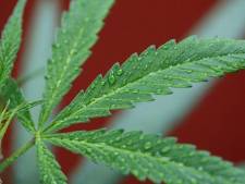 Un ministre français en faveur de la dépénalisation du cannabis