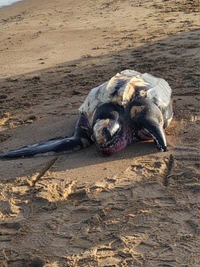 Zaterdagochtend spoelde een lederschildpad aan op het strand van Knokke.