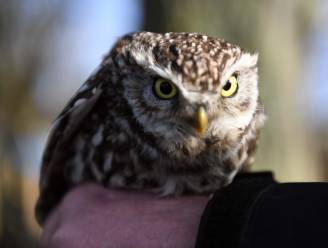 Op zoek naar steenuilen tijdens stiltewandeling