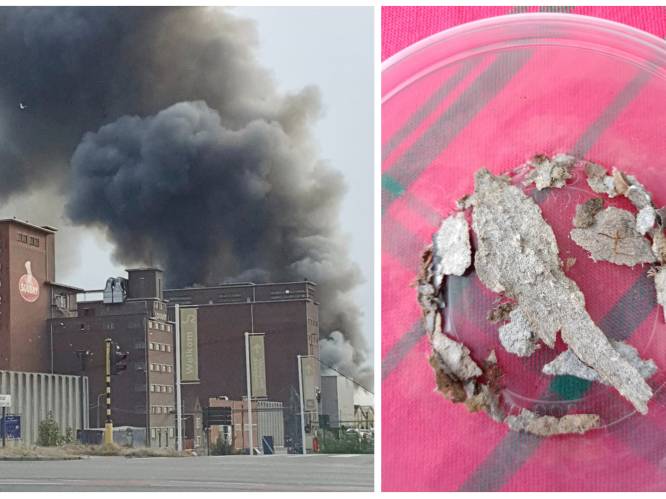 Drie weken na monsterbrand bij afvalbedrijf blijft buurt asbestresten in tuin vinden: “Onze kleinkinderen mogen niet meer buiten spelen”