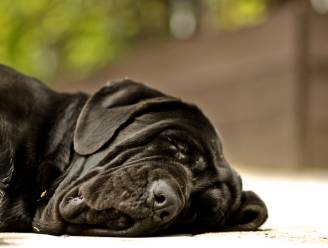 Eigenaar hondenhotel ‘gaat diep’ na overlijden van tien honden in luxe pension: ‘Alleen maar verliezers’