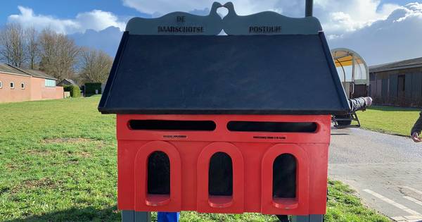 ‘Baarschotse postduif’ is succes, brievenbus wordt volop gebruikt