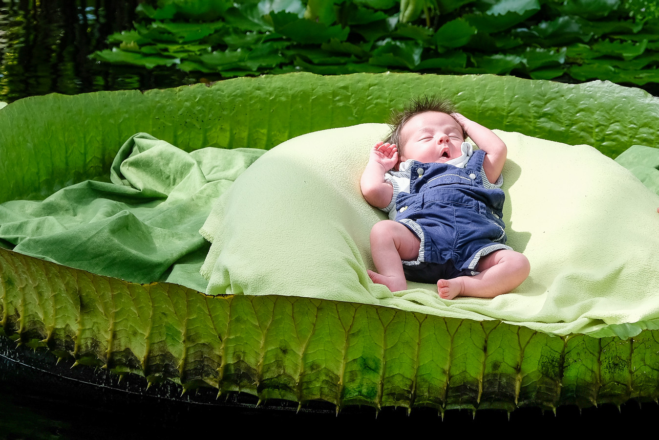 Baby S Gaan Weer Op De Foto Op Reuzenbladeren In Plantentuin Meise Foto Hln Be