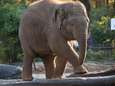 Rampjaar voor Dierenpark Amersfoort, nu weer een olifant dood: ‘Wat blijft ons niet bespaard?’