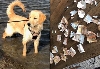 Puppy verscheurt 1.500 euro aan bankbiljetten van Waalse man, Nationale Bank komt met oplossing