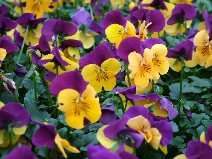 supermarkt Onderzoek Vergevingsgezind Deze 5 bloemen brengen de lente naar jouw tuin | Nieuws | hln.be