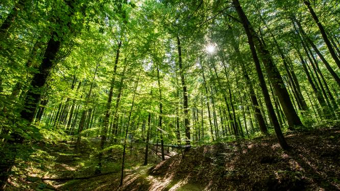 Spechten spotten: trek erop uit in het Zoniënwoud