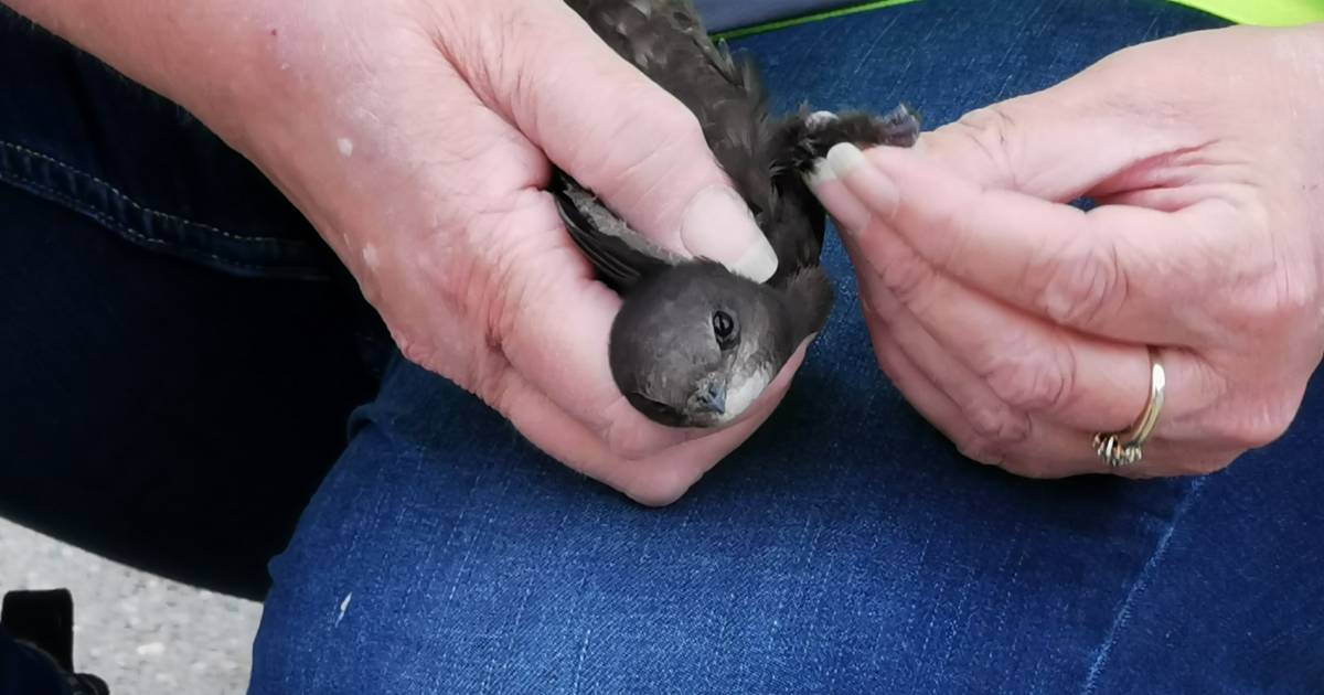 Zwaluw met pootjes bekneld onder dak: vogel gered door Edese brandweer met hoogwerker.