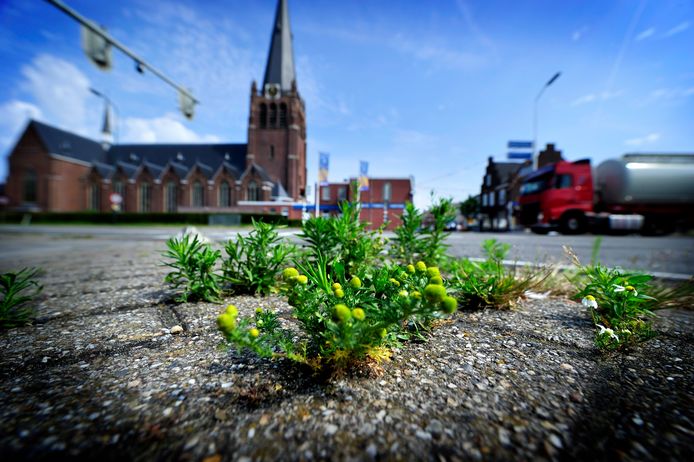 Chemische bestrijding van onkruid is in elk geval tijdelijk weer toegestaan. De gemeente Woensdrecht wil dit alleen in uitzonderlijke gevallen op lastige plaatsen, maar D66 en PvdA vinden dat gifgebruik hoe dan ook moet stoppen.