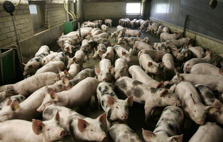 Foto ter illustratie. Beeld ANP