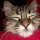 Graag een eigen katje Lee? Zo adopteer je wél vlot een hond of kat uit het buitenland