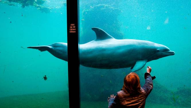 Waar moeten Dolfinarium-dolfijnen dan wél heen? ‘Verhuizing China schuld van dierenorganisaties’