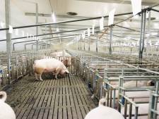 Minister verslikt zich weer in stikstofmaatregel: opkopen varkensbedrijven levert veel minder op