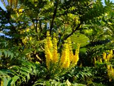In de winter bloeit er niet veel, behalve deze plant (en waar ruikt-ie toch naar?)