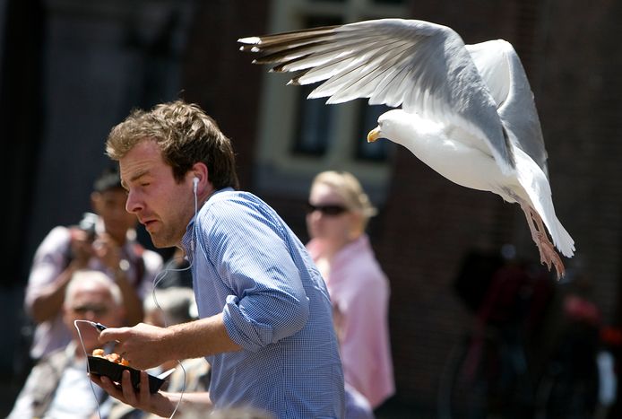 Een zilvermeeuw maakt een duikvlucht om een bezoeker van de Haagse binnenstad van zijn snack te  beroven. - archieffoto