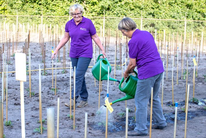 Voorzitster Luca van Leengoed en Anja van Engelen bezig in de tuin van Bloemenvereniging Flora aan de Heerseweg in Veldhoven.