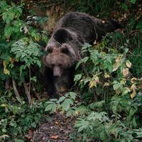 Twee Amerikaanse militairen gewond bij aanval door bruine beer in Alaska