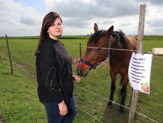Ine (23) moest haar paard laten inslapen nadat het brood van passanten kreeg: “Ik kende Twister al van toen ik kind was”