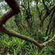 Ontbossing Amazone historisch laag