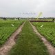 Gewassen verhuizen levert genoeg voedsel op om 825 miljoen mensen te voeden