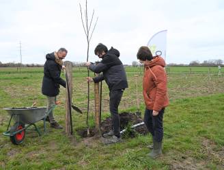 Inagro onderzoekt gecombineerde kweek van bomen en landbouwgewassen