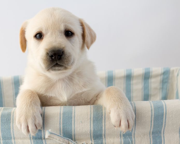 Burgerschap levenslang Christus Eindelijk weten we waarom honden zo lief zijn | Wetenschap | AD.nl