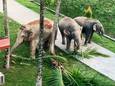 Trois éléphants saccagent un terrain de la police en Chine