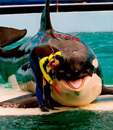Après 52 ans de captivité, l'orque Lolita va retrouver sa liberté: “Je pense qu’elle sera heureuse et soulagée de rentrer chez elle”