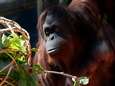 Na 25 jaar gevangenschap in Argentijns dierenpark kan orang-oetan met rechten eindelijk verhuizen