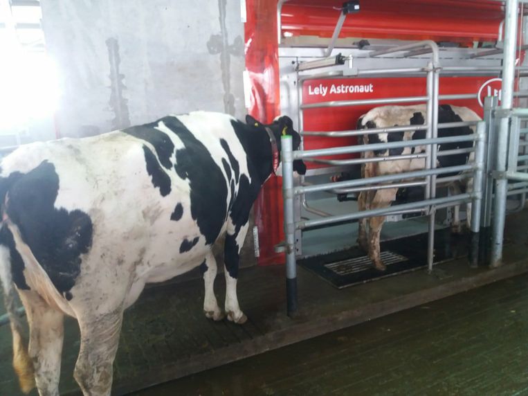 In het bedrijf van Kris Francken bieden koeien zichzelf aan de robot aan om gemolken te worden. Dat maakt het makkelijker om in oorlogsomstandigheden vanop afstand te werken. Beeld RV